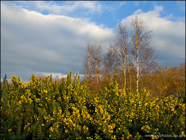 Gorse and Birch